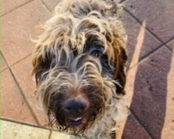 Adozioni cani: la storia di Mercury, un incrocio Lagotto