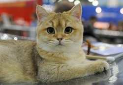 Cat Show Judging Explained: How It Works and What to Expect