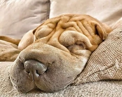 Lo Shar Pei: il carattere e le particolarità