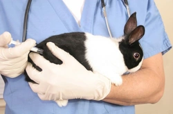Vaccinations in Rabbits: Essential Protection Guide