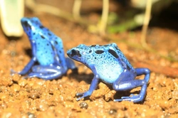 Poison Dart Frogs: Care, Setup & Breeding Guide