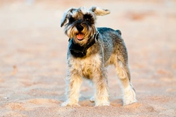 Guía completa de collares localizadores para tu perro