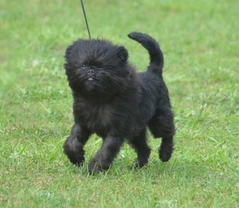 Affenpinscher or Griffon Bruxellois: Which small dog suits you?
