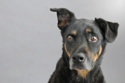 Are Some Dog Breeds Healthier Than Others?