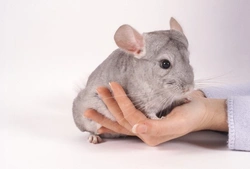 How to Befriend a Timid Chinchilla: 6 Essential Tips