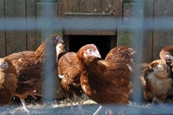 Complete Guide to Caring for Your Ex-Battery Hens