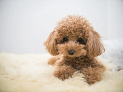 10 Things to Know About Toy Poodles Before You Buy