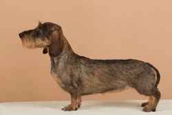 How to Minimise Back Problems in Dachshunds: 7 Essential Tips