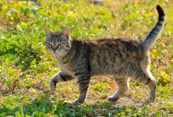 Why Do Cats Visit Neighbours? Understanding Cat Roaming Behaviour