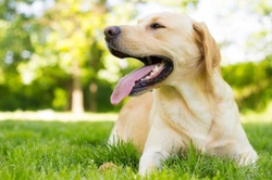 4 Ways Grass Seeds Harm Dogs + Key UK Prevention Tips 2025