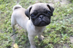 Pugs and Breathing Issues: Causes and Care Tips