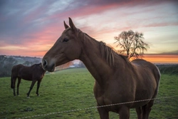 Equine Flu Outbreak: Updated UK Vaccination Guidelines for 2025