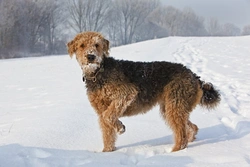 Spondylosis Deformans: Understanding Your Dog’s Spine Disorder