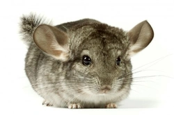 Complete Guide to Keeping Chinchillas Happy and Healthy