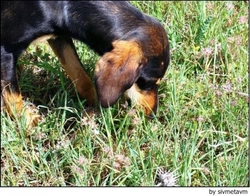 Coprofagia: perros que comen heces