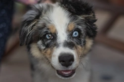 What is herd immunity and how it applies to dogs