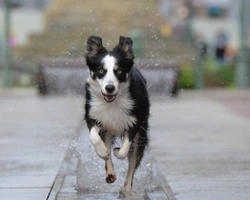 Si dice Border Collie o Borderline Collie?