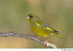 Alojar a tus pájaros exóticos