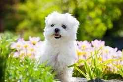 Bone Meal Fertiliser Dangers: Keep Your Dog Safe in the Garden