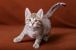 What Does It Mean If Your Cat Pounces or Stalks You?