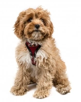 Cavapoo Genetic Diversity & Hereditary Health Explained