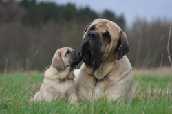 10 essential facts about mastiffs to know before buying