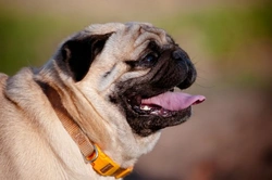 Brachycephalic Pets: Protecting Your Short-Nosed Dog or Cat
