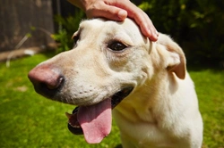 Is Your Dog Head-Shy? Causes and Care Tips