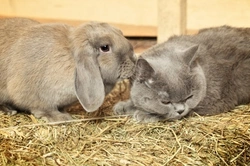 Introducing Cats and Rabbits: A Step-by-Step Guide