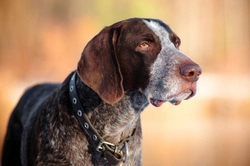 Essential Information for Potential Dog Owners in the UK