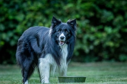 5 Common Errors to Avoid When Feeding Dogs a Raw Food Diet