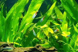 Why Does Fish Tank Water Turn Cloudy? Causes & Solutions