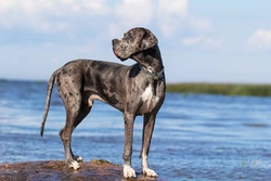GDV in Great Danes: Risks, Symptoms & Prevention