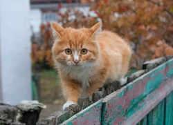 How to Keep Kittens Safe Indoors and in the Garden