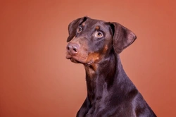 Training and Managing a Doberman Pinscher: Expert Guide 2025