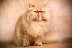 Ten Fascinating Facts About Persian Cats