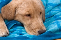 Moquillo canino: síntomas, contagio y consecuencias neurológicas