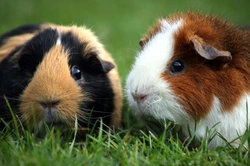 Cuy or Guinea Pig: Two Worlds in Parallel Universes
