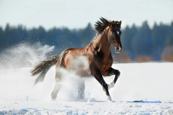 Getting Your Horse Ready for Winter: Essential Autumn Steps