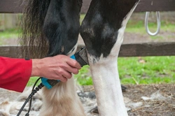 What to Do If Your Horse Hates the Clippers: A Care Guide