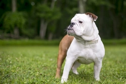 Why Dogs of Some Breeds Have Pronounced Underbites Explained