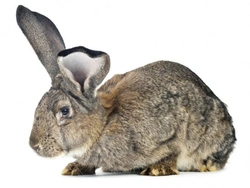 Giant Rabbits: The Ultimate Guide to These Large Pets
