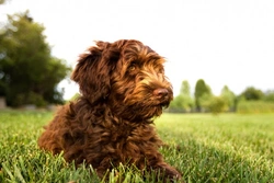 Complete Guide to Grooming Your Labradoodle