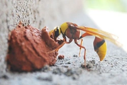 Cinco curiosidades sobre la avispa alfarera