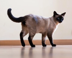 Health Concerns of the Siamese Cat: What Owners Should Know