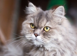 4 alimentos comunes que son venenosos para gatos