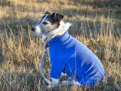 Do Dogs Need Coats and Clothing in Winter?
