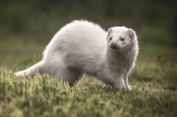 10 Most Interesting and Useful Ferret Facts