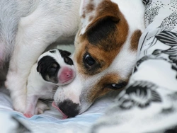 Animal Welfare Act 2018: Buying a Puppy from a Licensed Breeder