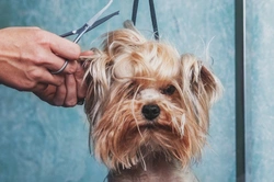 6 Things to Avoid If You Want to Keep Your Dog Groomer